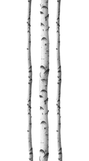 WallPops Silver Birches Wall Art Kit