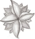 Pencil Drawing For Beginners