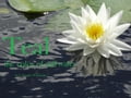 Teal, The Color of Still Water